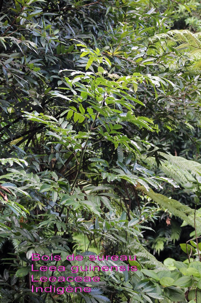 Leea guinensis - Bois de sureau- Leeaceae-I