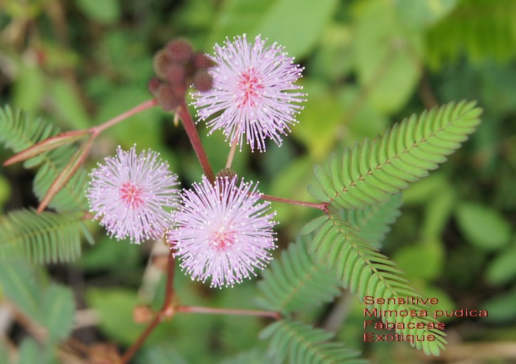 Mimosa pudica-Trompe-la-mort ou Sensitive - Fabaceae- Exo