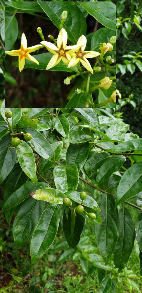 Mussaenda arcuata- Lingue café- Rubiaceae - I