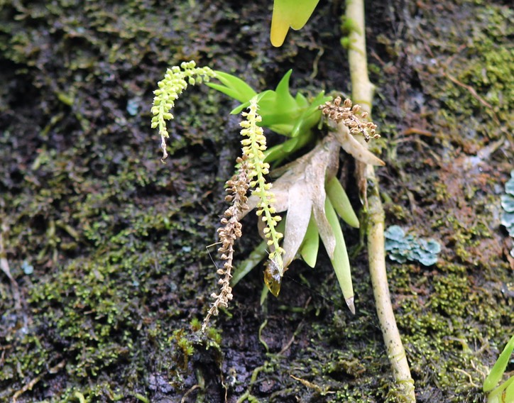 Oberonia disticha- Orchidaceae