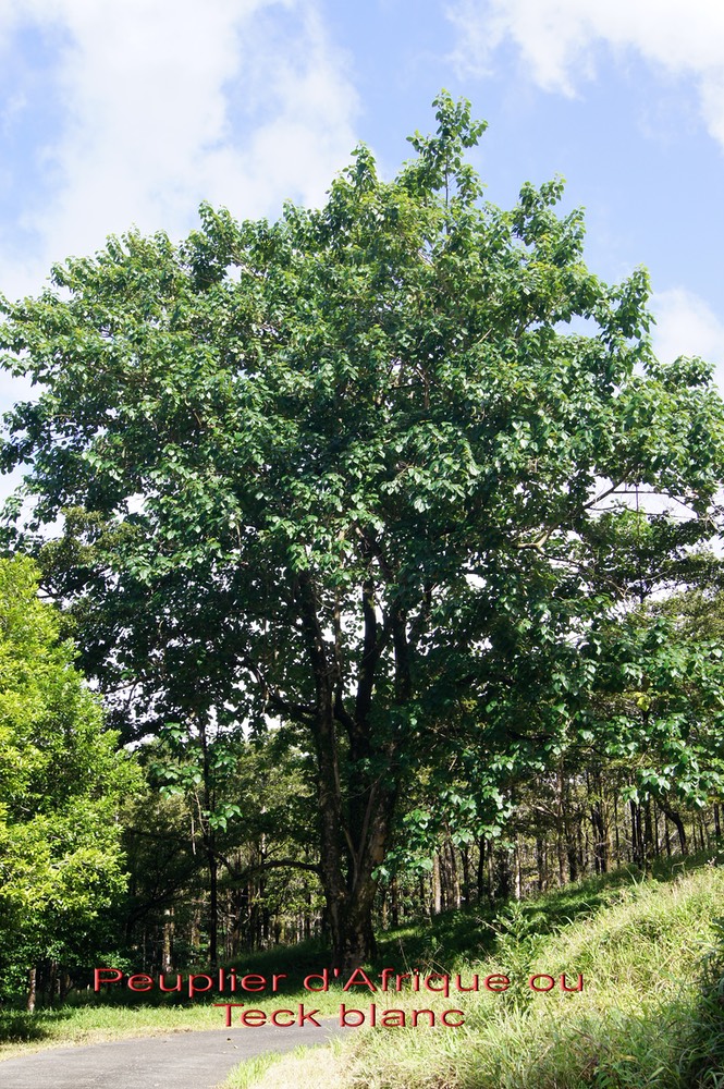 Peuplier d'Afrique- Gmelina arborea - Verbénacée ou Lamiacée - exo