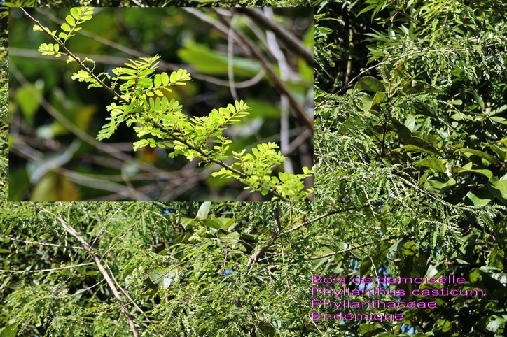 Phyllanthus casticum- Phyllanthaceae