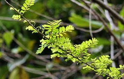 Phyllanthus casticum-Bois de demoiselle- Phyllanthaceae - Masc Mada