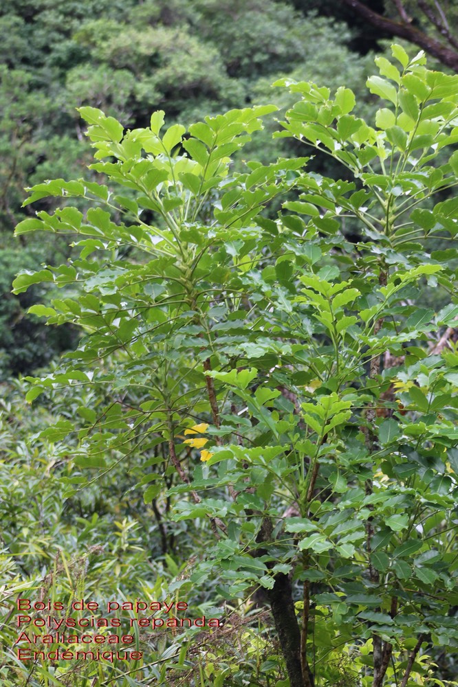 Polyscias repanda - Bois de papaye- Araliaceae-B