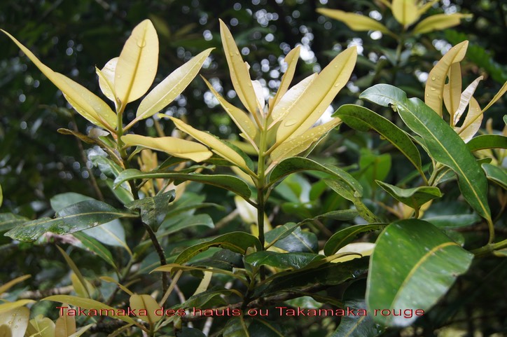 Takamaka des hauts- Calophyllum tacamahaca- Clusiacée - BM