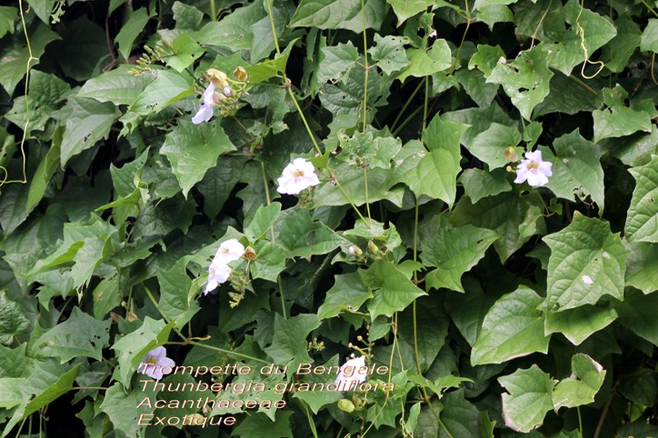 Thunbergia grandiflora- Trompette du Bengale- Acanthaceae- Exo