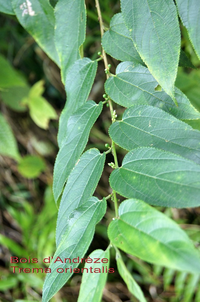 Trema orientalis- Bois d'Andrèze-Cannabaceae