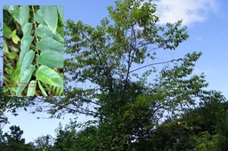 Trema orientalis-Bois d'Andrèze- Cannabaceae