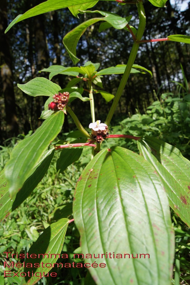 Tristemma mauritianum- Mélastomatacée- Exo