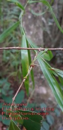 Flagellaria indica