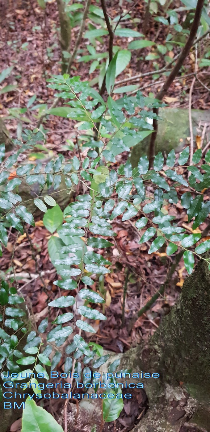 Grangeria borbonica- Bois de punaise - Chrysobalanaceae