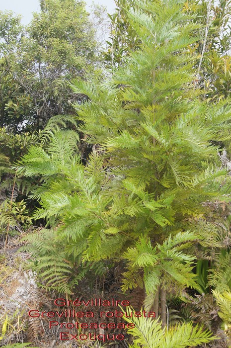Grevillea robusta- Grevillaire- Proteaceae- exo