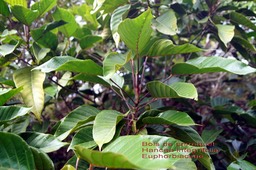 Hancea integrifolia- Bois de perroquet- Euphorbiaceae-