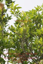 Homalium paniculatum- Corce blanc ou Bois de bassin- Salicaceae- BM