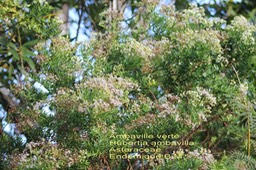 Hubertia ambavilla- Ambaville verte - Asteraceae- BM