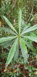 Hugonia serrata- Liane de clé- Linaceae- BM