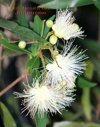 Jamerose ou Jamerosat- Syzygium jambos- Myrtaceae- Exo