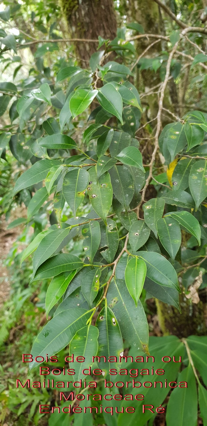 Maillardia borbonica- Bois de maman ou Bois de sagaie- Moraceae- B