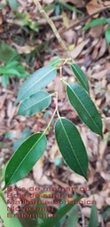 Maillardia borbonica