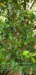 Memecylon confusum- Bois de balais ou Bois de cerise marron- Melastomataceae- B