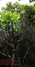 Mimusops balata- Grand Natte- Sapotaceae- BM