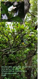 Myonima obovata- Bois de prune marron- Rubiaceae- BM