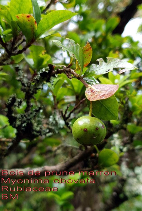 Myonima obovata- Bois de prune marron ou prune rat- Rubiaceae- BM