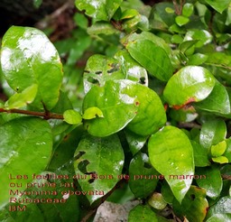 Myonima obovata- Ses feuilles
