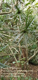 Pandanus sylvestris- Petit Pimpin- Pandanaceae- B