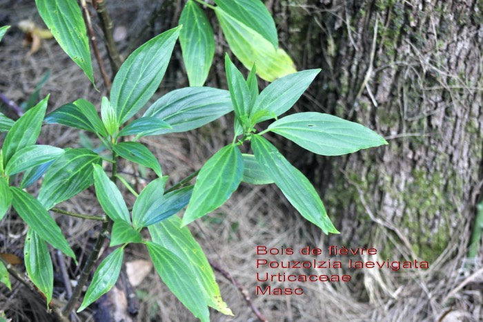 Pouzolzia laevigata-Bois de fièvre- Urticaceae- Masc