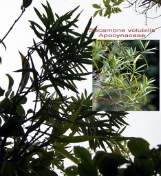 Secamone volubilis-Liane d 'olive- Apocynaceae-Masc