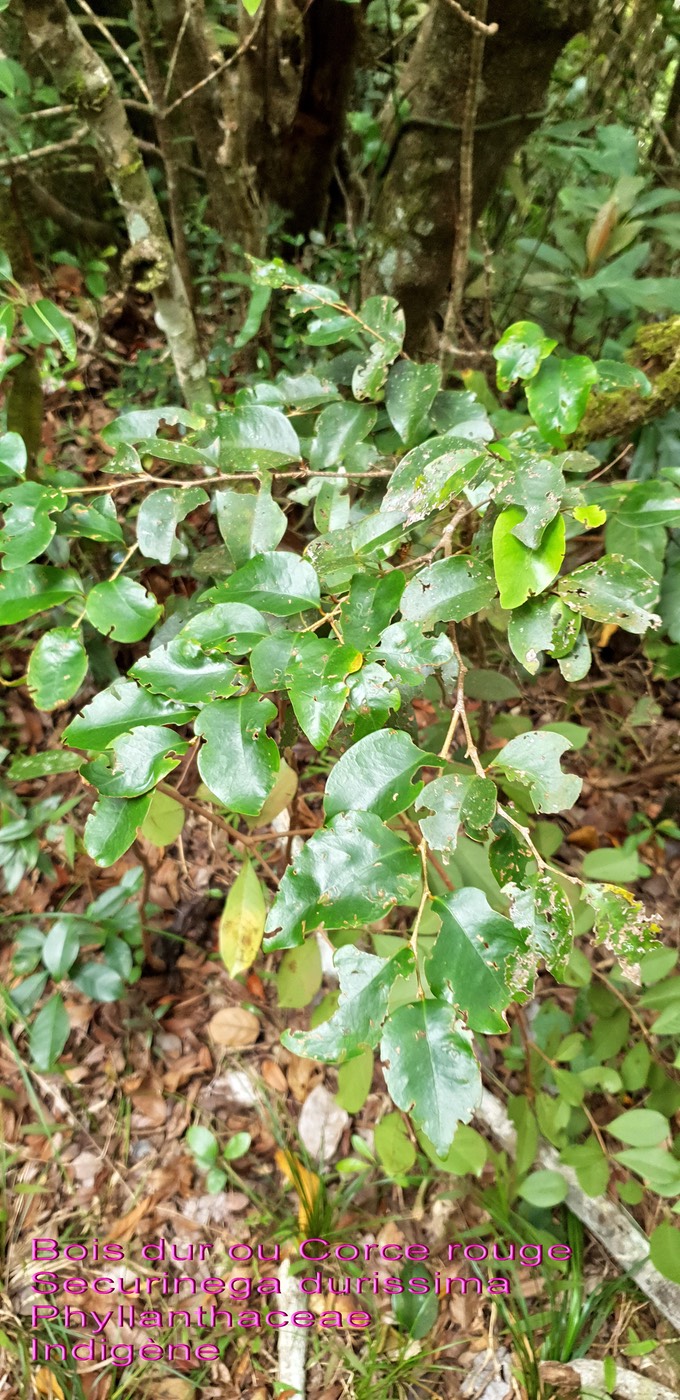 Securinega durissima - Corce rouge ou Bois dur- Phyllanthaceae- I