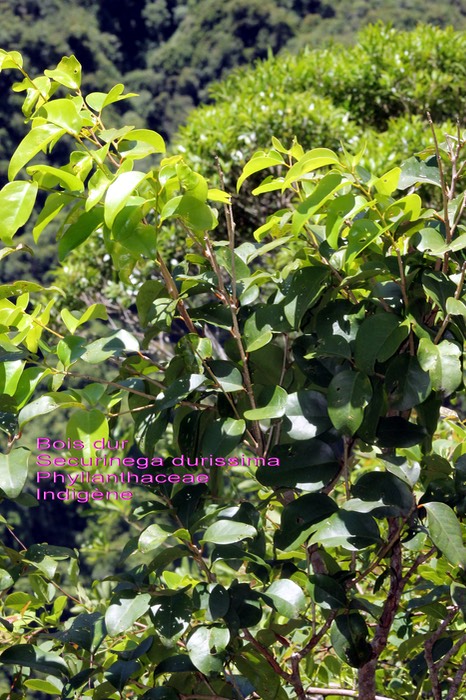 Securinega durissima- Bois dur- Phyllanthaceae- I