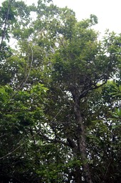 Syzygium cymosum var cymosum- Bois de pomme rouge- Myrtaceae- BM