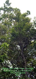Syzygium cymosum