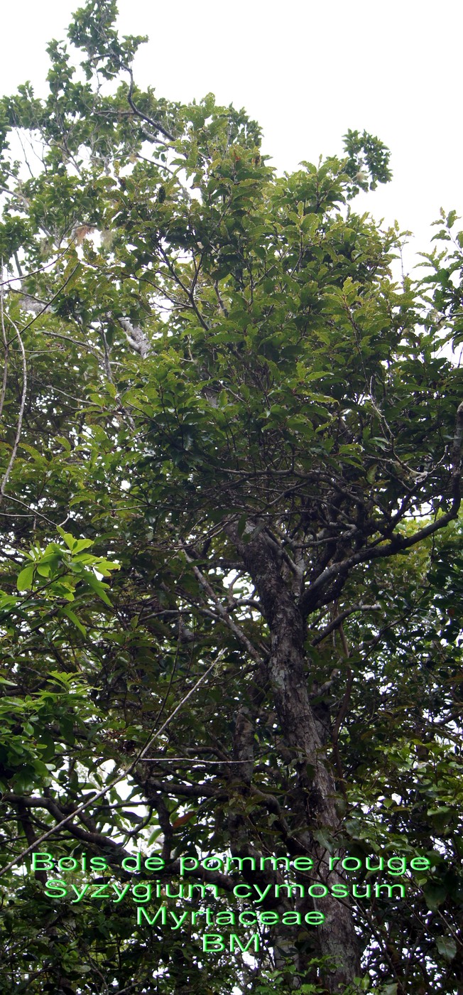 Syzygium cymosum