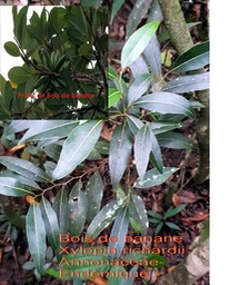 Xylopia richardii- Bois de banane- Annonaceae- B