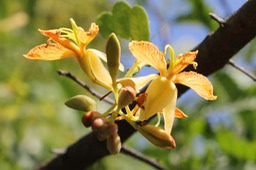 Fleurs du Tamarin-Tamarindus indica