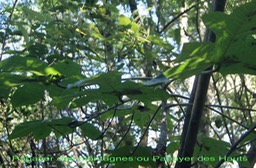 Papayer des montagnes- Carica cauliflora - Caricacée- exo- Andes-Colombie-Pérou