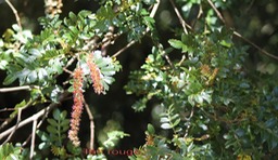 Tan rouge - Weinmania tinctoria - Cunoniacée -B M