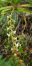 Angraecum eburneum- Orchidaceae- I
