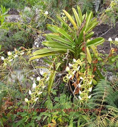 Angraecum eburneum-4