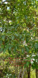 Antirhea borbonica- Bois d'Osto- Rubiaceae-I