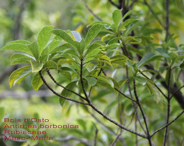 Antirhea borbonica- Bois d'Osto- Rubiaceae- Masc Mada