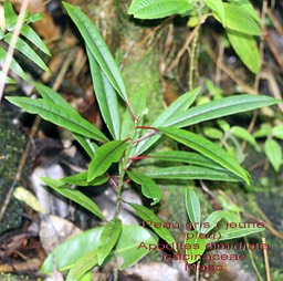 Apodites dimidiata- Peau gris- Icacinaceae- Masc
