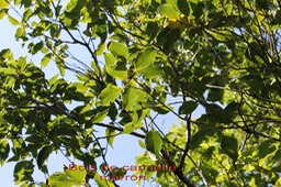 Bois de cannelle marron - Ocotea obtusata- Lauraceae- Masc