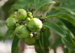 bois-de-chenilles---fruits_med_hr