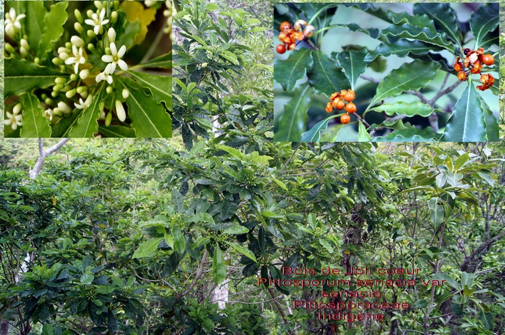 Bois de Joli coeur- Pittosporum senacia- Pittosporaceae-I
