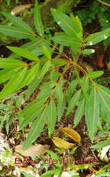 Bois de Judas- Cossinia pinnata- Sapindaceae- I