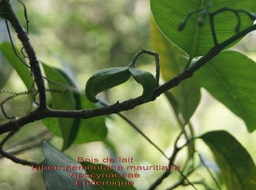 Bois de lait- Tabernaemontana mauritiana- Apocynaceae- BM